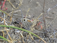 Argyrophorus argenteus