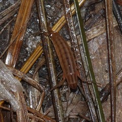 Speziorchestia grillus