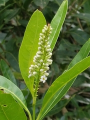 Citharexylum caudatum