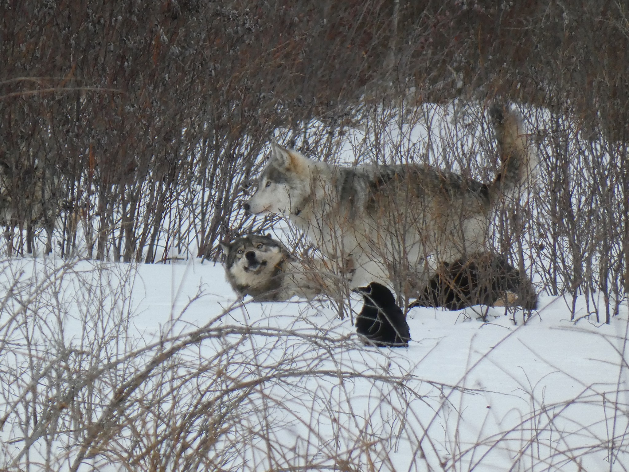 Northwestern wolf - Wikipedia