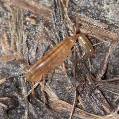 Speziorchestia grillus