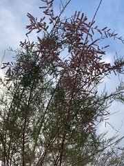 Tamarix