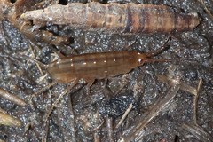 Speziorchestia grillus