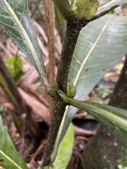 Psychotria grandis