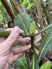 Psychotria grandis