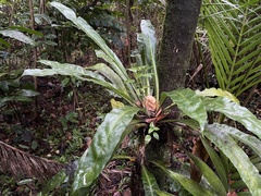 Asplenium serratum