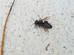 Lestrimelitta niitkib