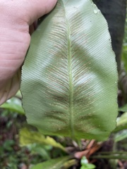 Asplenium serratum