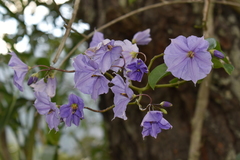 Solanum wendlandii