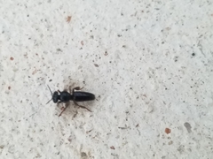 Lestrimelitta niitkib