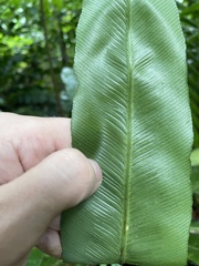 Asplenium serratum