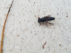 Lestrimelitta niitkib