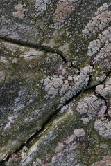 Lichenoconium lecanorae