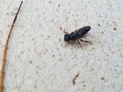 Lestrimelitta niitkib