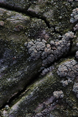 Lichenoconium lecanorae