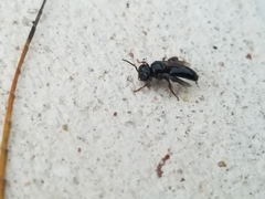 Lestrimelitta niitkib