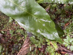 Asplenium serratum image