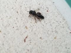 Lestrimelitta niitkib