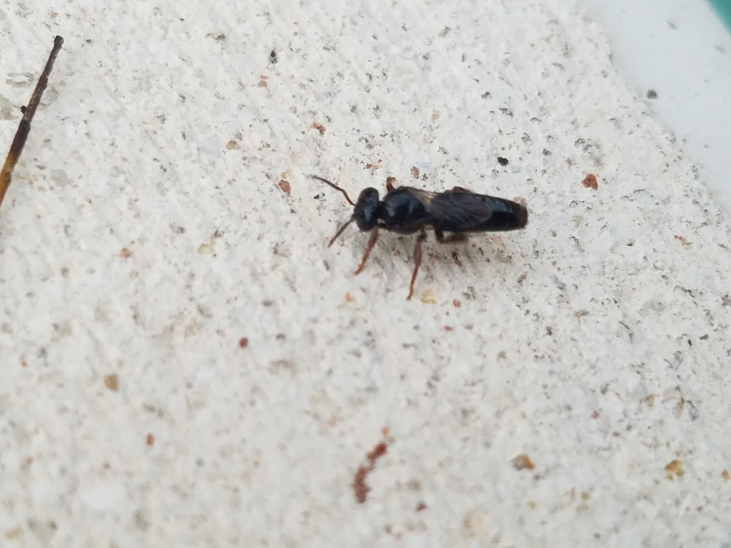 Niitkib Robber Bee