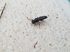 Lestrimelitta niitkib