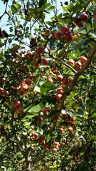 Crataegus reverchonii