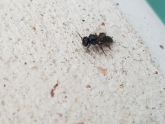 Lestrimelitta niitkib