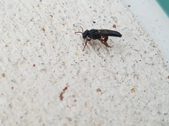 Lestrimelitta niitkib