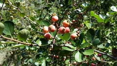Crataegus reverchonii