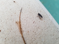 Lestrimelitta niitkib