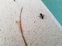 Lestrimelitta niitkib