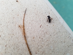 Lestrimelitta niitkib