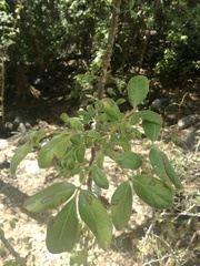 Zanthoxylum arborescens