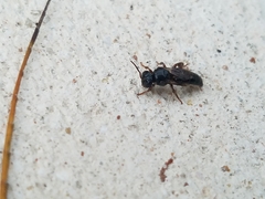 Lestrimelitta niitkib