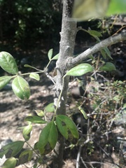 Zanthoxylum arborescens