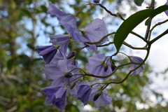 Solanum wendlandii