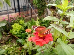 Anartia amathea
