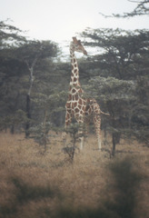 Giraffa camelopardalis reticulata