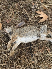 Sylvilagus audubonii