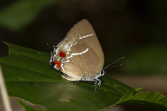 Strephonota strephon