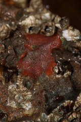 Cryptosula pallasiana