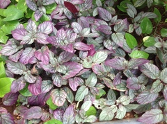 Hemigraphis alternata