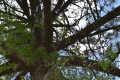 Solanum wendlandii
