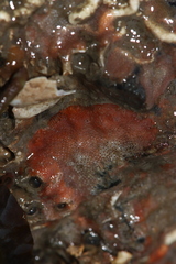 Cryptosula pallasiana