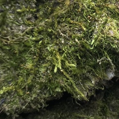 Forsstroemia trichomitria