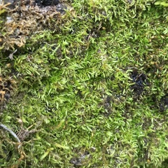 Forsstroemia trichomitria