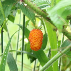 Rubus sumatranus