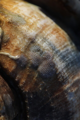 Cryptosula pallasiana