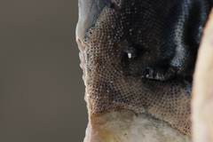 Cryptosula pallasiana