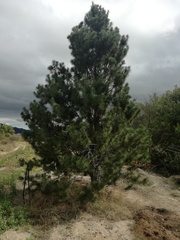 Pinus cembroides lagunae