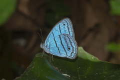 Caeruleuptychia urania